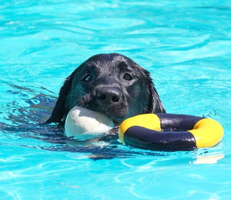 What can I say; I'm just a water baby
Keywords: Millie Black Labrador