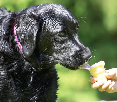 If I lick slowly it will last a long time
Λέξεις-κλειδιά: Millie Black Labrador Haddock ice cream