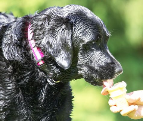 Just gotta get the drips
Słowa kluczowe: Millie Black Labrador Haddock ice cream