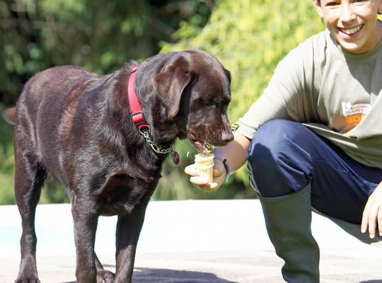 Ssshh, don't tell Mom; she's trying to keep my weight down
Λέξεις-κλειδιά: Penfold Chocolate Labrador haddock ice cream Ross