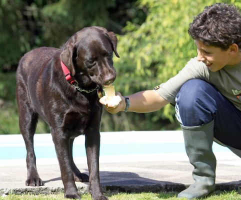 This is just sooooo good
Palabras Clave: Penfold Chocolate Labrador haddock ice cream Ross