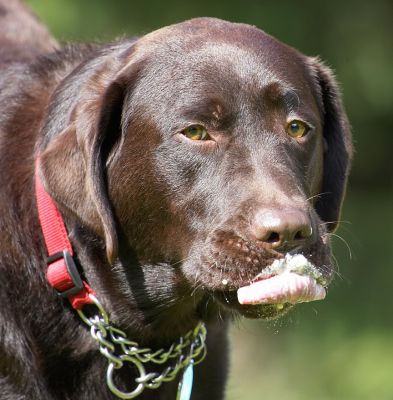 Yum, yum, yum
Keywords: Penfold Chocolate Labrador haddock ice cream