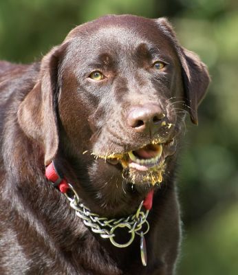 I know Mom, but I'm having such a good time
Λέξεις-κλειδιά: Penfold Chocolate Labrador
