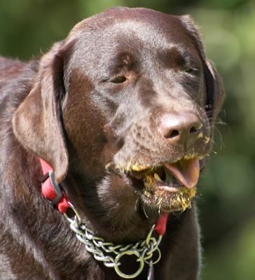 This is heaven..........
Keywords: Penfold Chocolate Labrador