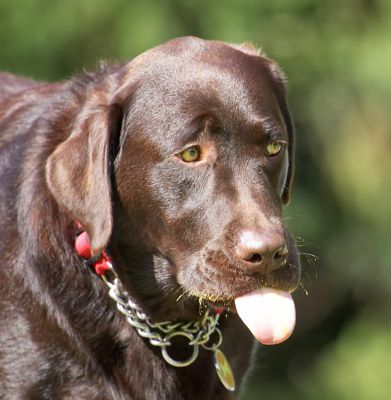 They know how to keep me quiet here!
Palabras clave: Penfold Chocolate Labrador tongue