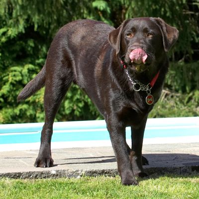 Gosh, I'm just forgetting to run and bound and everything
Λέξεις-κλειδιά: Penfold Chocolate Labrador tongue