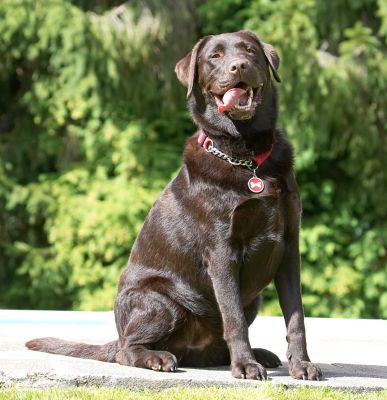 Is there more?
Keywords: Penfold Chocolate Labrador tongue