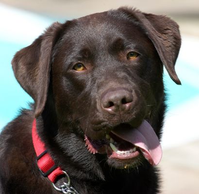 I'm such a cutie pie
Palabras clave: Penfold Chocolate Labrador tongue