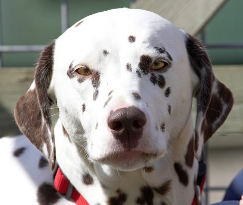 No, I am not moving from here
Keywords: Mia Dalmatian