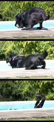 Blow this running for a ball; I'm going for a dip
Keywords: Millie Black Labrador