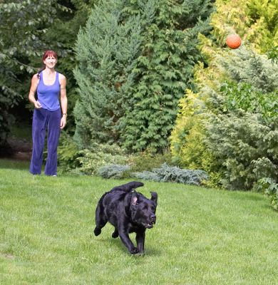 Gotta keep my eye on the ball
Palabras clave: Millie Black Labrador Marjorie