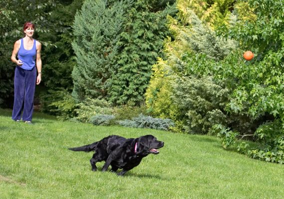 Hey, look at this turn!
Anahtar kelimeler: Millie Black Labrador Marjorie