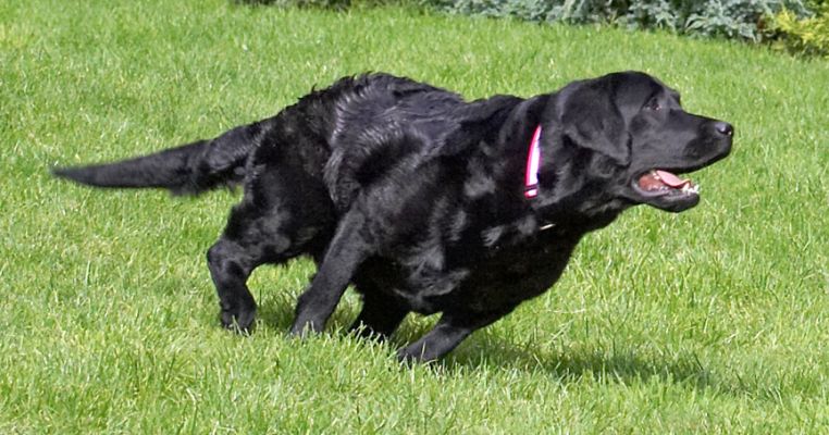 Have another look at this turn!
Trefwoorden: Millie Black Labrador