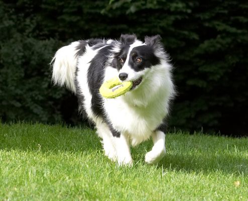 Water or dry land; I'm happy if there is a toy
Anahtar kelimeler: Tess Border Collie