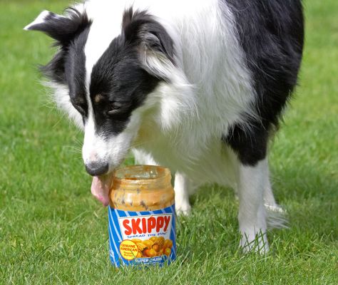 Look what I've found!
Keywords: Tess Border Collie