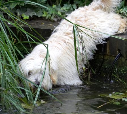 Do you think they've noticed me slipping in here?
Λέξεις-κλειδιά: Rupert Tibetan Terrier