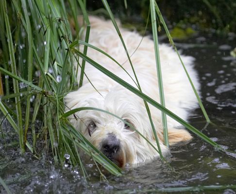 I've quietly slipped in.  Are they watching?
Keywords: Rupert Tibetan Terrier
