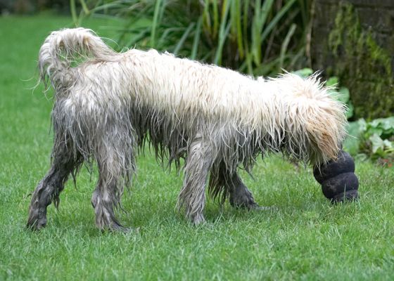 Got myself nice and mucky.  Now I'm ready for play
Keywords: Rupert Tibetan Terrier