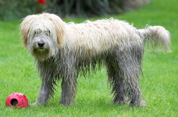 Whaddya mean "I look a right state"?!
Keywords: Rupert Tibetan Terrier