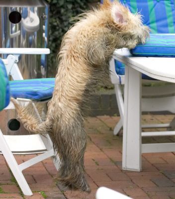 Now, if I just give a big jump............
Ključne besede: Rupert Tibetan Terrier
