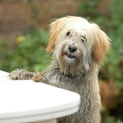 Still working out how to get at that food
Ключевые слова: Rupert Tibetan Terrier