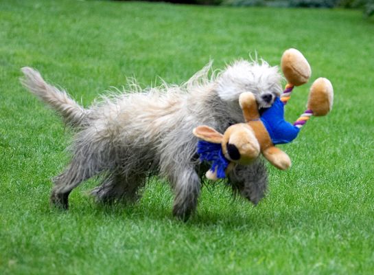 Well, I'll just terrorise this toy instead
Klíčová slova: Rupert Tibetan Terrier