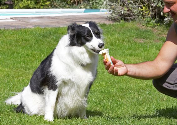 Ice cream.  Just what a girl needs after a swim
Klíčová slova: Tess haddock ice cream Border Collie