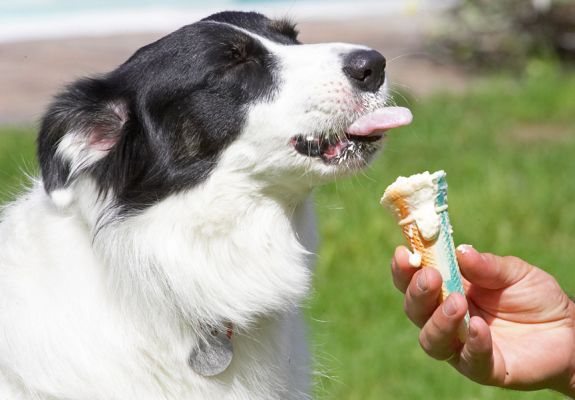 Oh, this is heaven
Ключевые слова: Tess Border Collie haddock ice cream