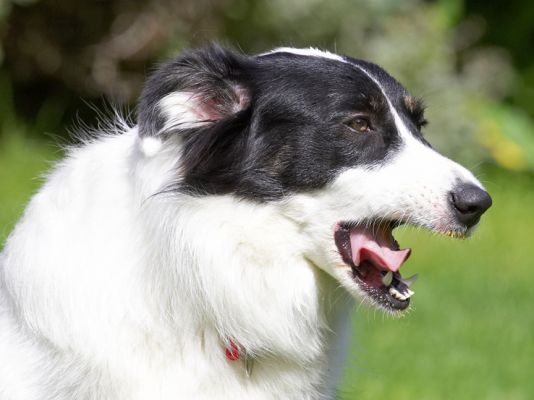 Jus' gonna lick my chops
Słowa kluczowe: Tess Border Collie