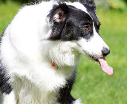 Boy, what a long tongue
Palabras clave: Tess Border Collie tongue