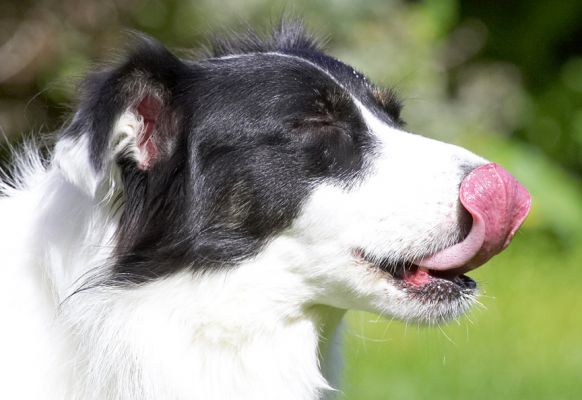 Sssh, I'm concentrating on this flavour
Palabras clave: Tess Border Collie tongue