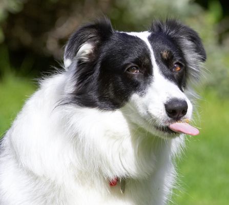 Yep, I am enjoying myself
Keywords: Tess Border Collie tongue