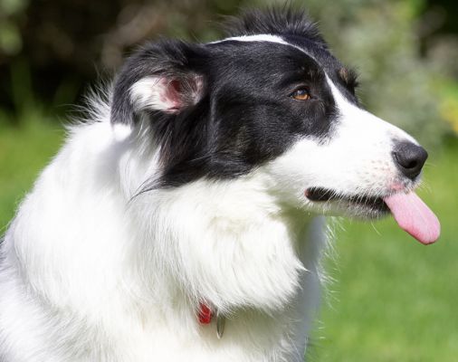 I've got my eye on that jar
Keywords: Tess Border Collie tongue