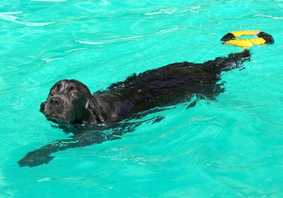 But I've got a cool stroke
Ключови думи: Bracken Cocker Spaniel