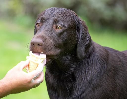 It's so cold it's making me go cross-eyed
Palabras clave: George Chocolate Labrador haddock ice cream