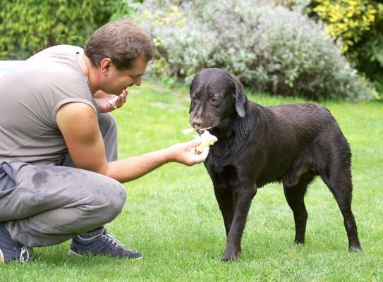Meet my new friend who always has goodies
Anahtar kelimeler: George Chocolate Labrador haddock ice cream Zbigniew