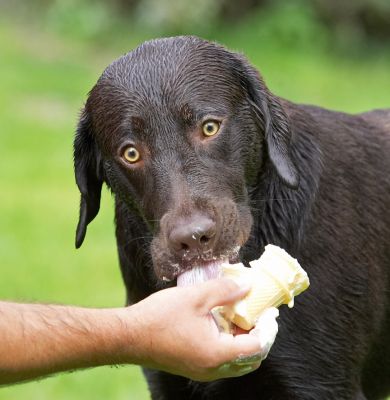 Yeah, so I'm enjoying myself.  So what!
Mots-clés: George Chocolate Labrador haddock ice cream