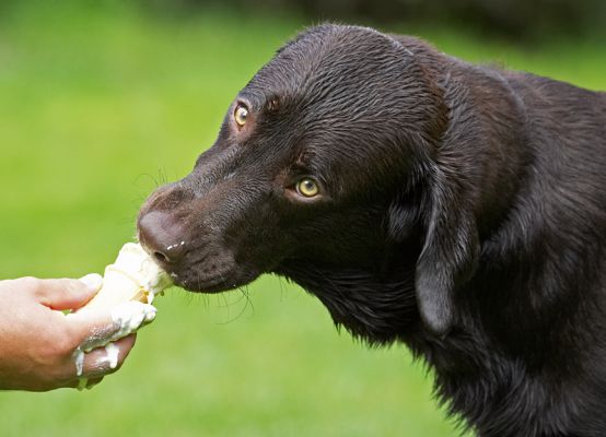 Yeah, this is pretty scrumptious
Słowa kluczowe: George Chocolate Labrador haddock ice cream