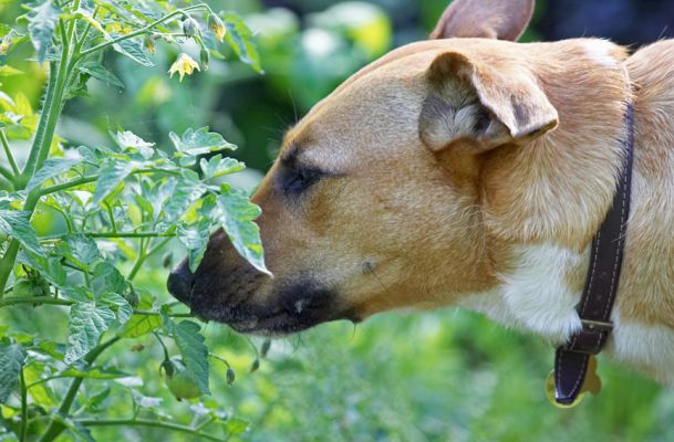 Mmmm, this smells good
Anahtar kelimeler: Ruby Staffordshire English Bull Terrier Cross X