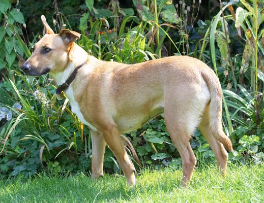 Is there something going on over there?
Schlüsselwörter: Ruby Staffordshire English Bull Terrier Cross X