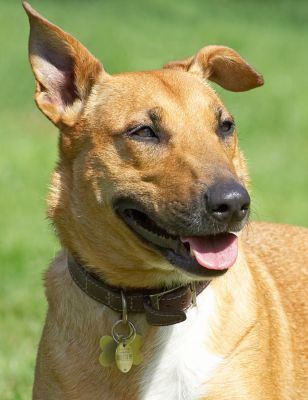 I'm just making sure I'm not missing anything
Anahtar kelimeler: Ruby Staffordshire English Bull Terrier Cross X