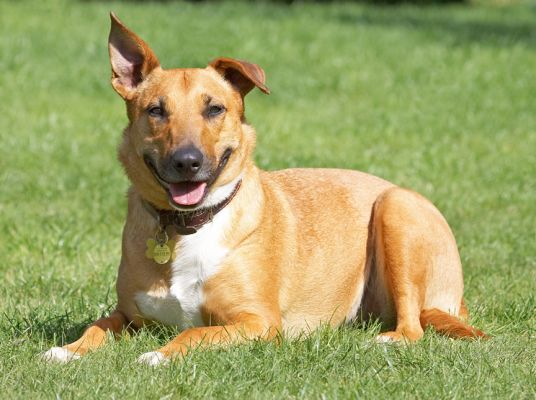 Jus' enjoying the sunshine
Schlüsselwörter: Ruby Staffordshire English Bull Terrier Cross X