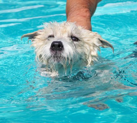 I'm not sure about this swimming lark
Ключови думи: John Johnny Jack Russell Terrier Lakeland Cross X