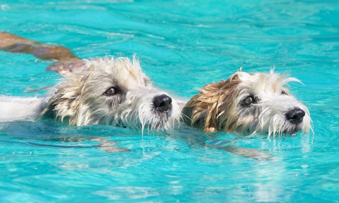 How come Jess missed out on this activity?
Schlüsselwörter: John Johnny Ken Jack Russell Terrier Corgi Lakeland Cross X