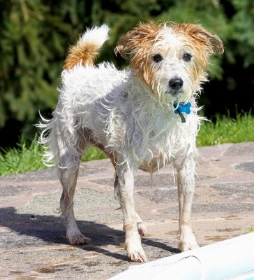 Hmm, think I've had enough swimming for today
Anahtar kelimeler: Ken Jack Russell Terrier Corgi Cross X
