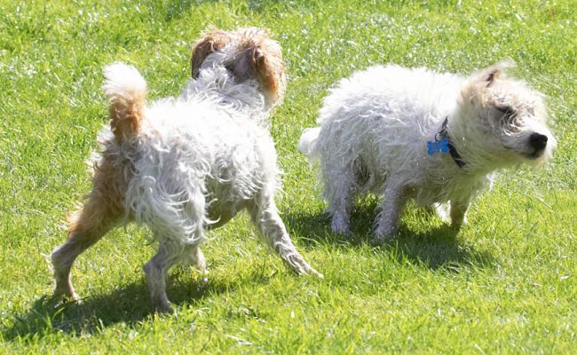 Quit shaking and let's play
Trefwoorden: John Johnny Ken Jack Russell Terrier Lakeland Corgi Cross X