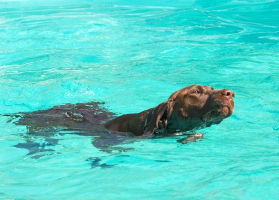 Who said I liked swimming...........??
Trefwoorden: Jess German Shorthaired Pointer