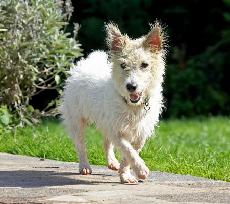 Now that's over I can play
Palabras clave: John Johnny Jack Russell Terrier Lakeland Cross X