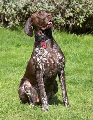 This is more like it - food on offer
Λέξεις-κλειδιά: Jess German Shorthaired Pointer
