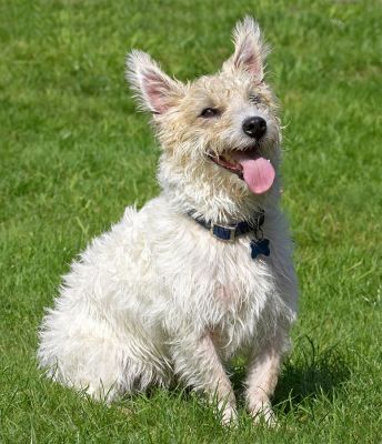 I'm such a happy chappie
Ključne besede: John Johnny Jack Russell Lakeland Terrier Cross X tongue